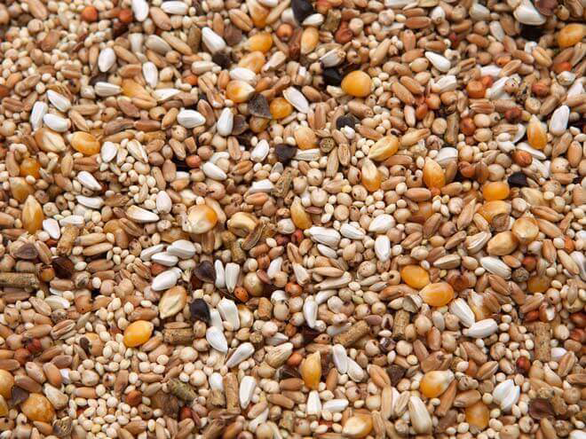 600x495 parkview-dove-mix-DesDov 24100