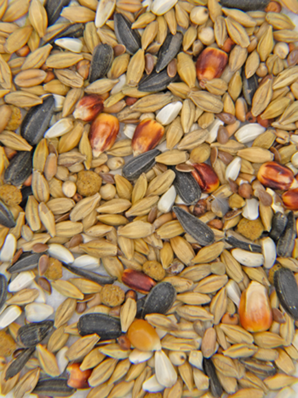 800x800 IMG Performance Condition Mix 800x800