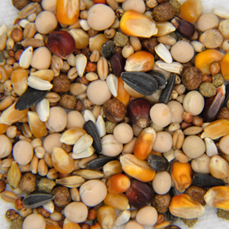 800x800 IMG_0341 PerformanceFlyers Mix